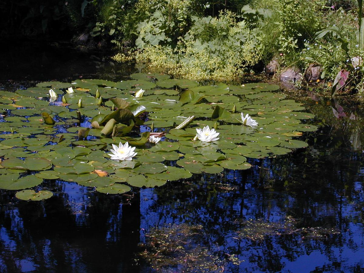 Seerose Alt Wendischthun Exteriör bild